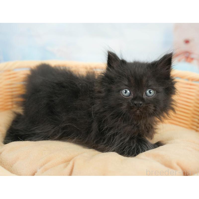 販売中の千葉県のサイベリアン-137586の2枚目