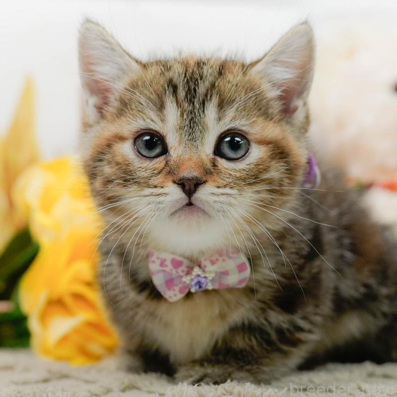 販売中の神奈川県のマンチカン-137587