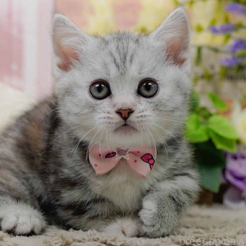 販売中の神奈川県のマンチカン-137589