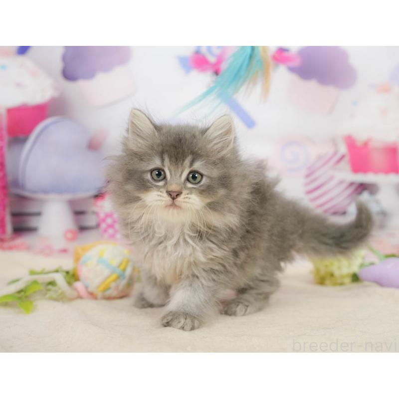 販売中の千葉県のサイベリアン-137593の8枚目