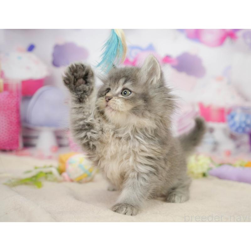 販売中の千葉県のサイベリアン-137593の7枚目