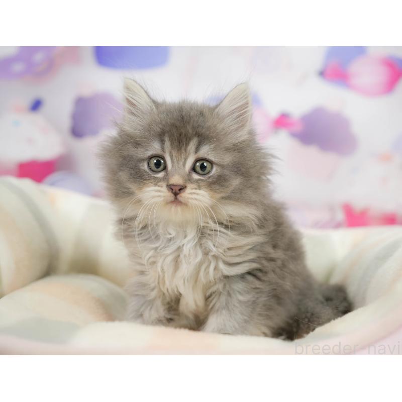 販売中の千葉県のサイベリアン-137593の5枚目