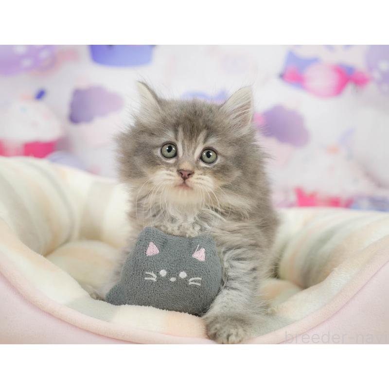 販売中の千葉県のサイベリアン-137593の4枚目