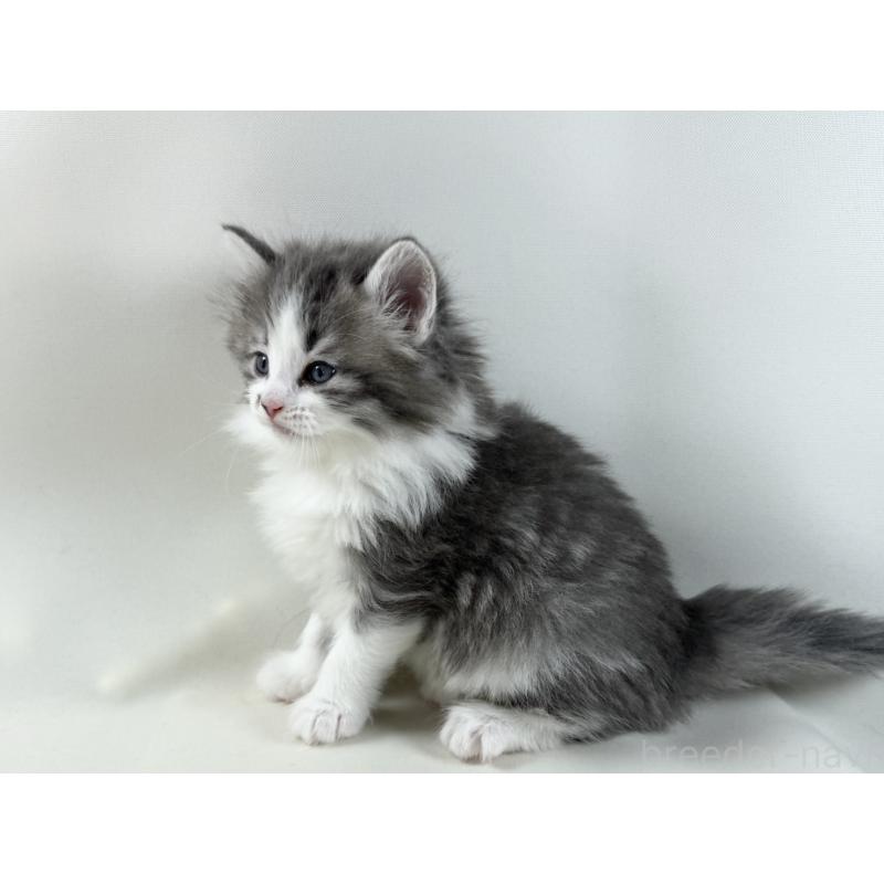 販売中の福岡県のノルウェージャンフォレストキャット-137590の14枚目