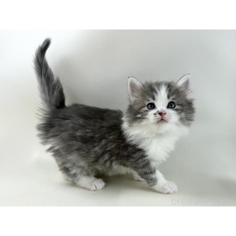 販売中の福岡県のノルウェージャンフォレストキャット-137590の12枚目