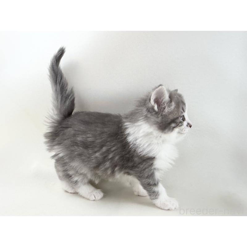 販売中の福岡県のノルウェージャンフォレストキャット-137590の11枚目