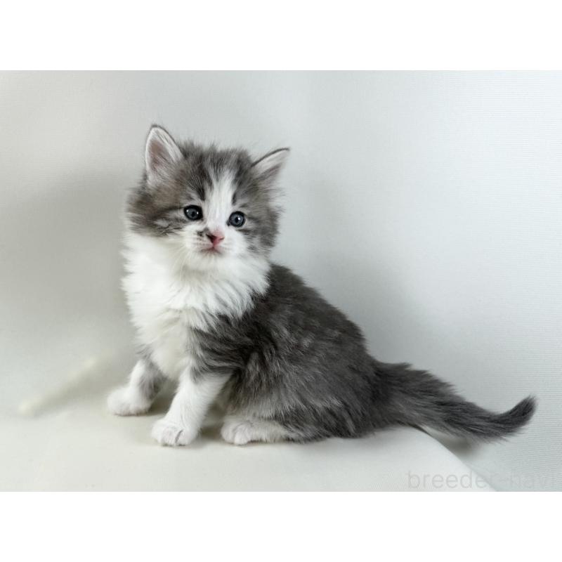 販売中の福岡県のノルウェージャンフォレストキャット-137590の10枚目