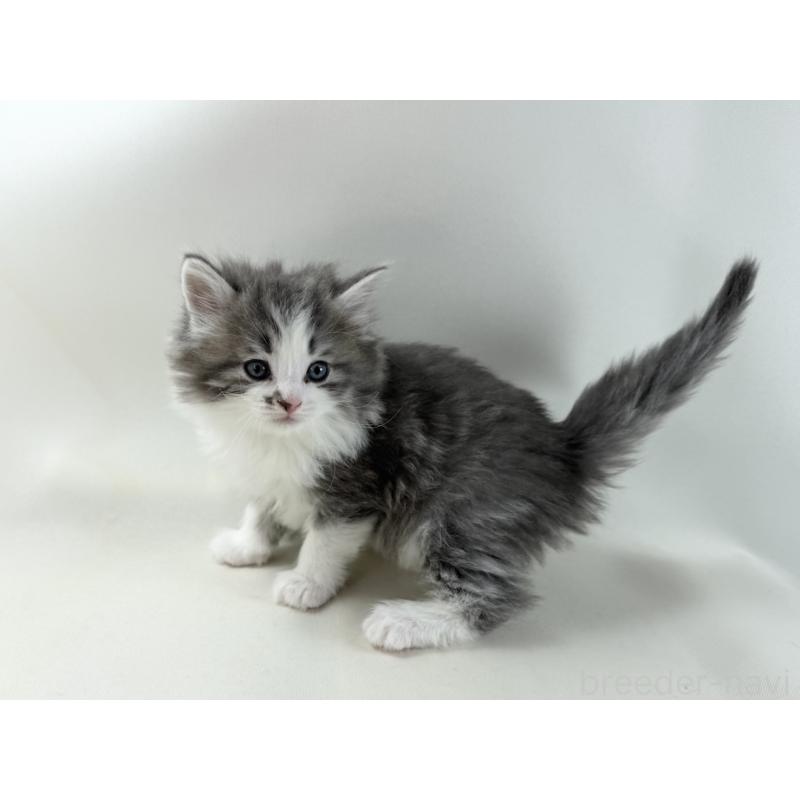 販売中の福岡県のノルウェージャンフォレストキャット-137590の9枚目