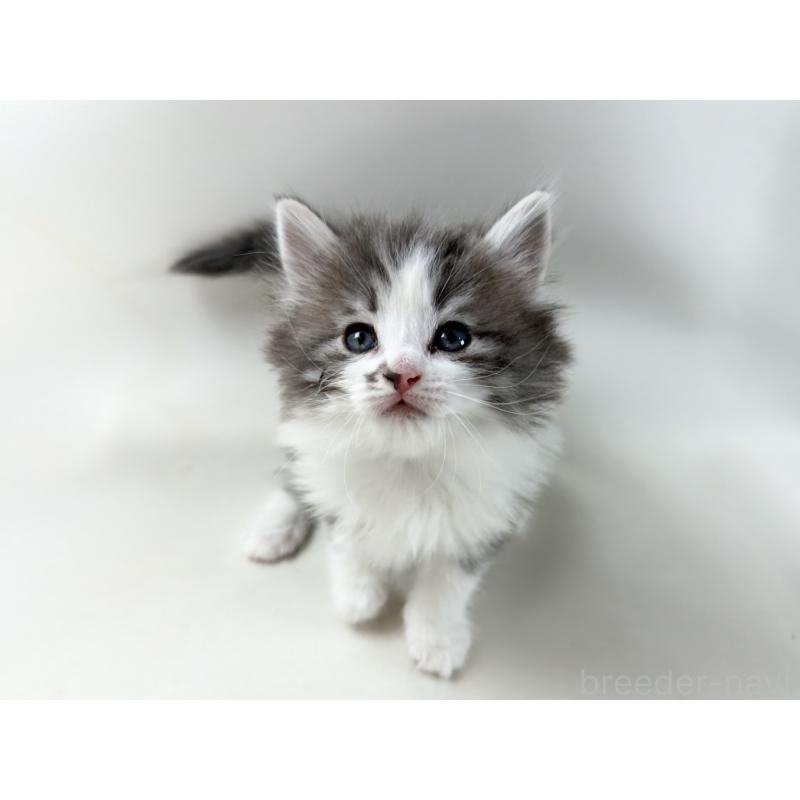 販売中の福岡県のノルウェージャンフォレストキャット-137590の8枚目