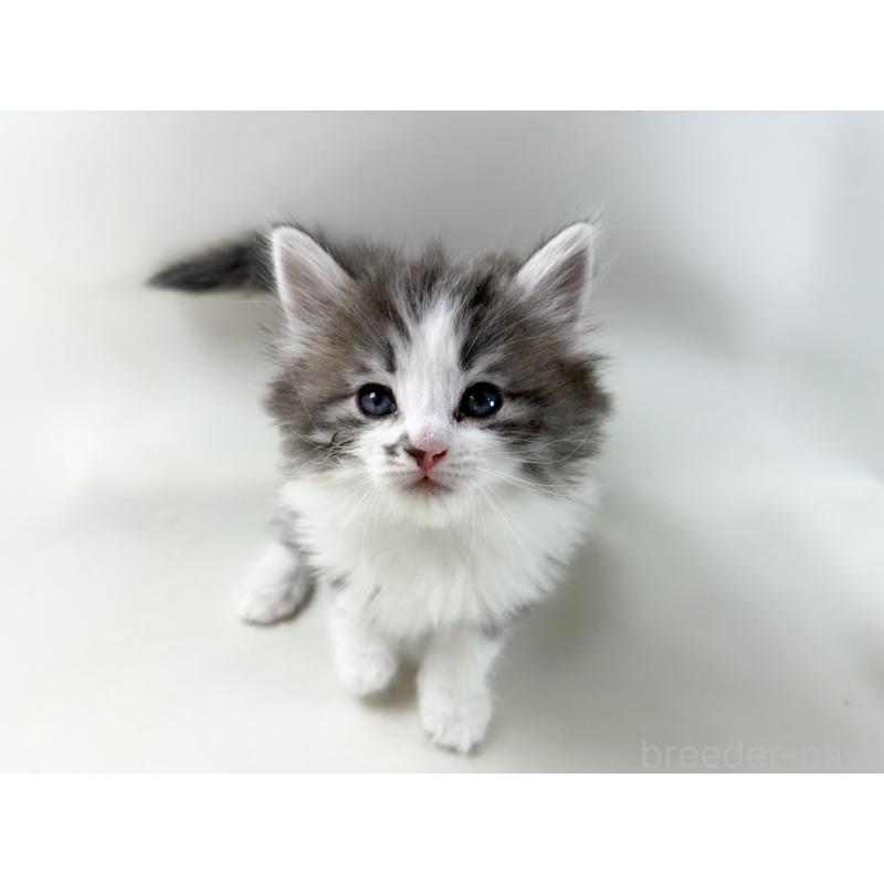 販売中の福岡県のノルウェージャンフォレストキャット-137590の6枚目