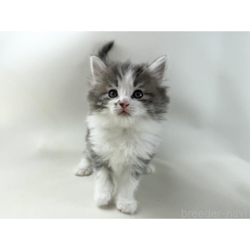 販売中の福岡県のノルウェージャンフォレストキャット-137590の4枚目