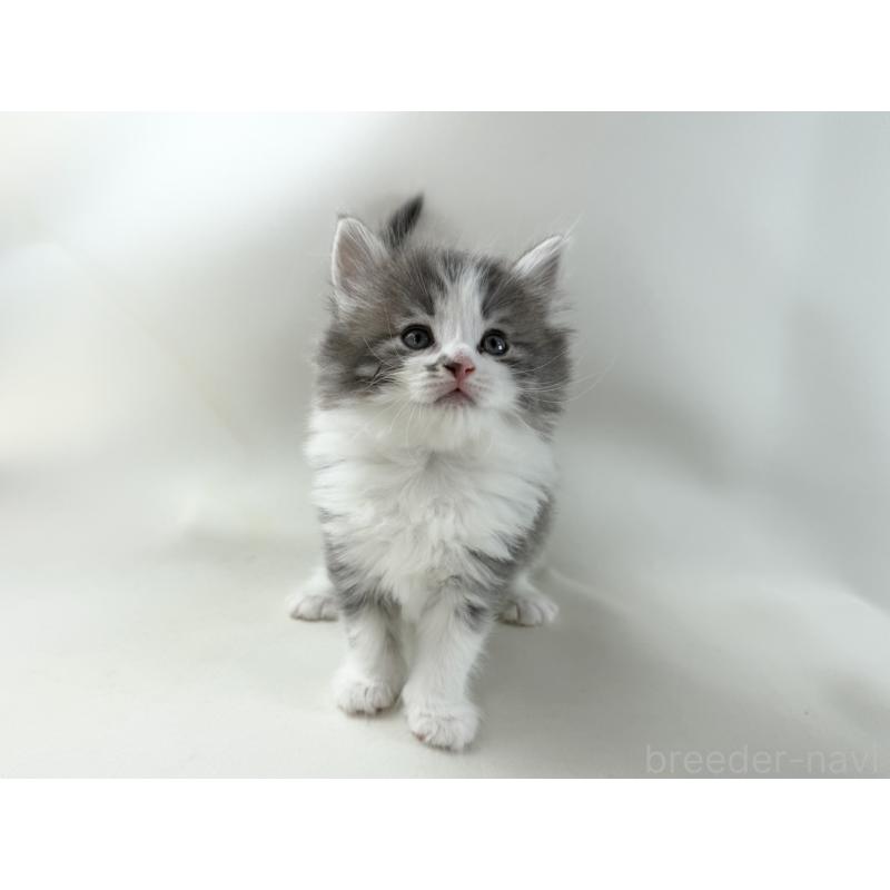 販売中の福岡県のノルウェージャンフォレストキャット-137590の3枚目