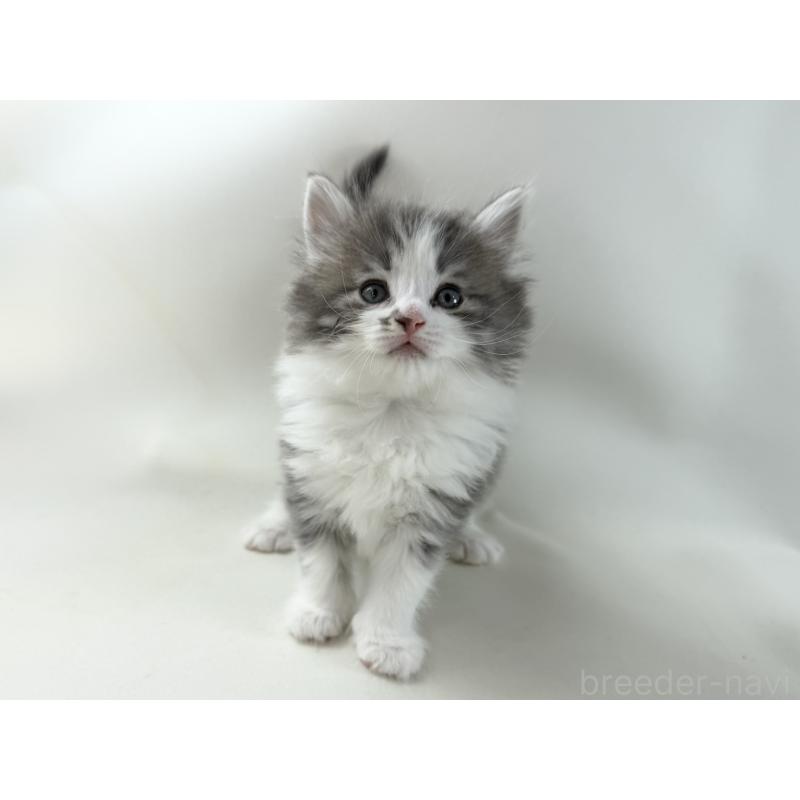 販売中の福岡県のノルウェージャンフォレストキャット-137590の2枚目