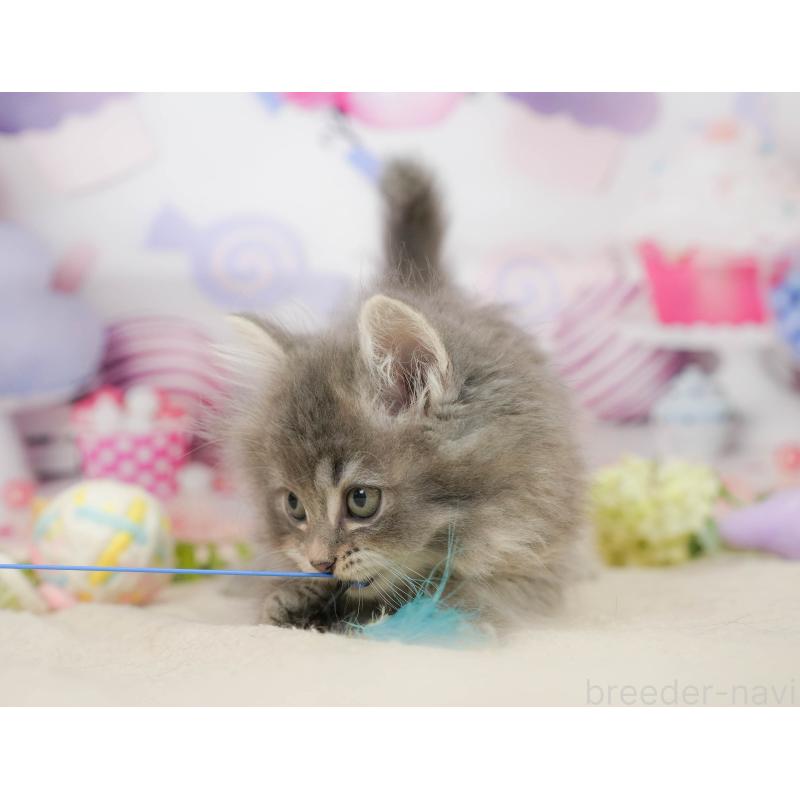 販売中の千葉県のサイベリアン-137593の2枚目