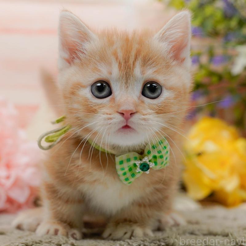 販売中の神奈川県のマンチカン-137592