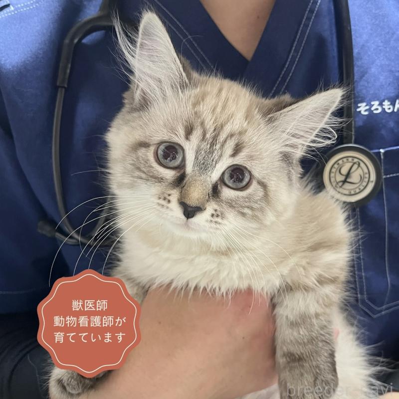 販売中の東京都のサイベリアン-137594の1枚目