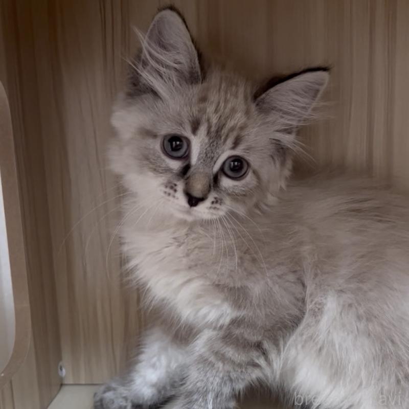 販売中の東京都のサイベリアン-137594の3枚目