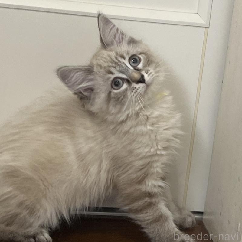 販売中の東京都のサイベリアン-137594の2枚目