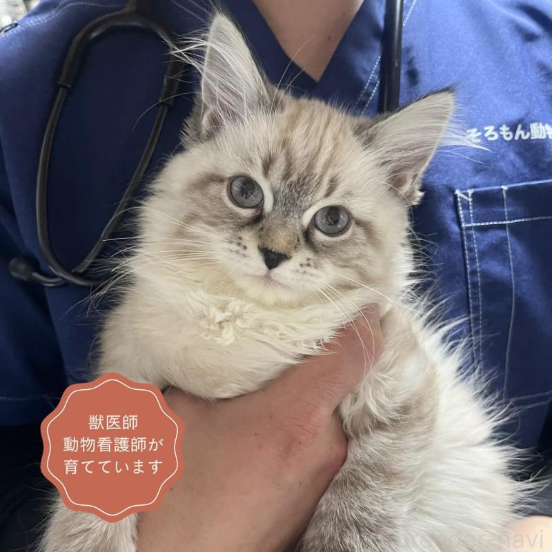 販売中の東京都のサイベリアン-137596