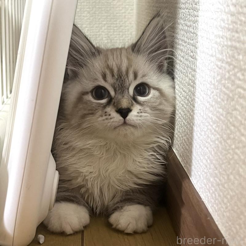 販売中の東京都のサイベリアン-137596の4枚目