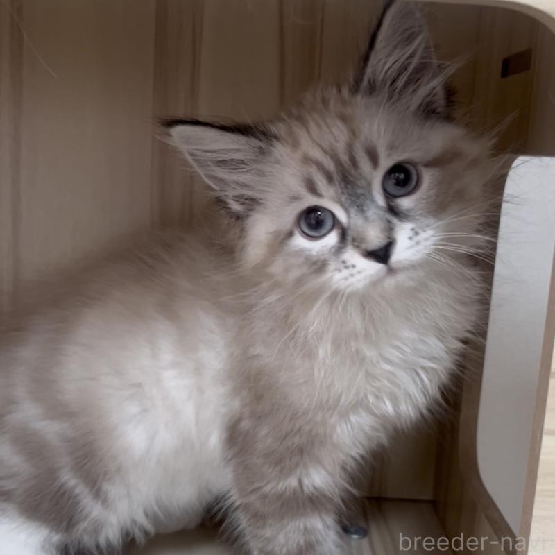 販売中の東京都のサイベリアン-137596の3枚目