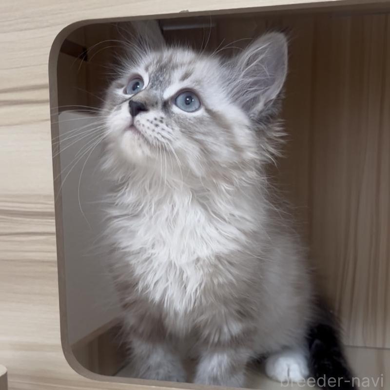 販売中の東京都のサイベリアン-137596の2枚目