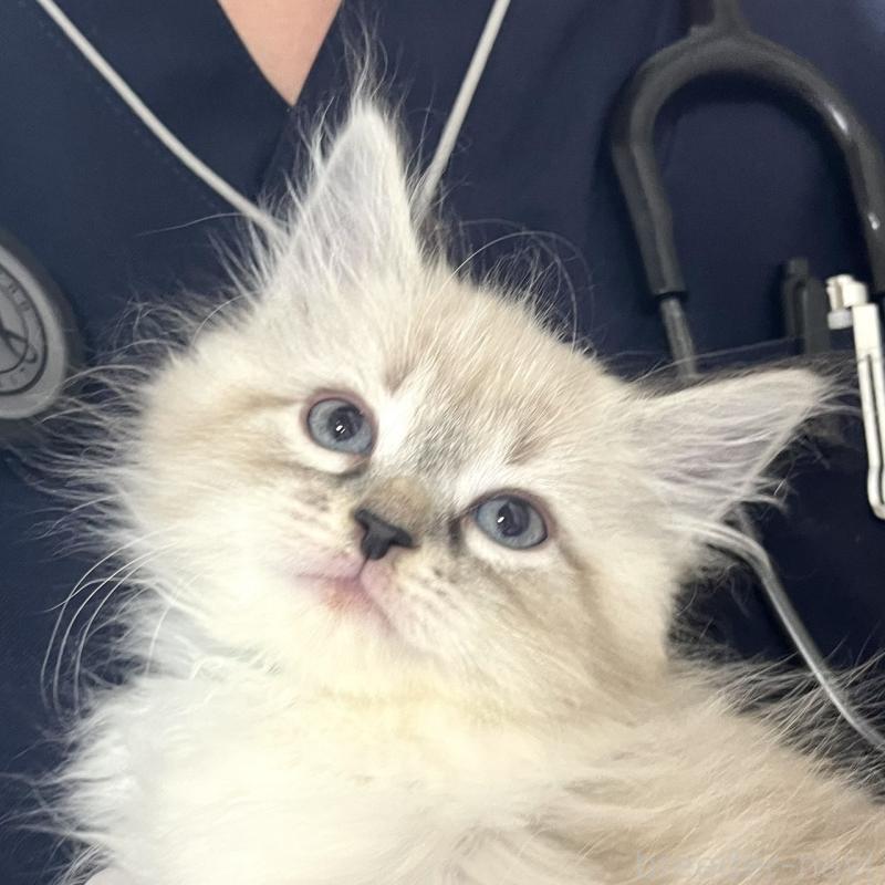 販売中の東京都のサイベリアン-137597