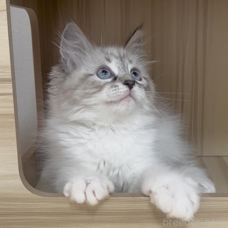 販売中の東京都のサイベリアン-137597の6枚目