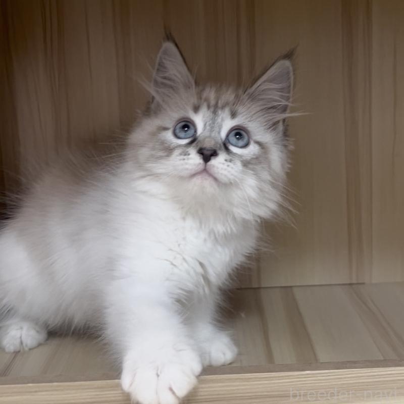 販売中の東京都のサイベリアン-137597の5枚目