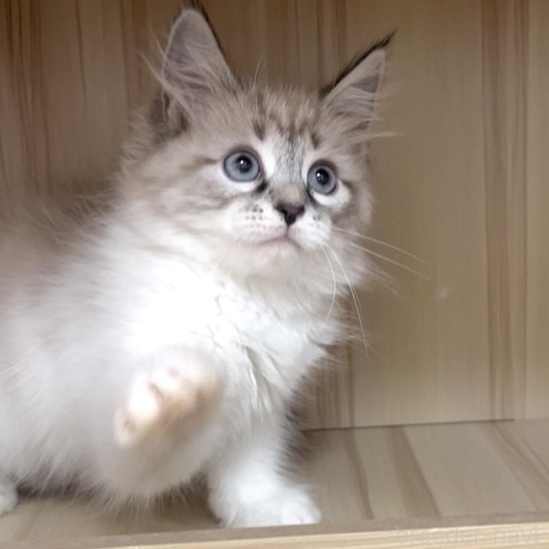 販売中の東京都のサイベリアン-137597の4枚目