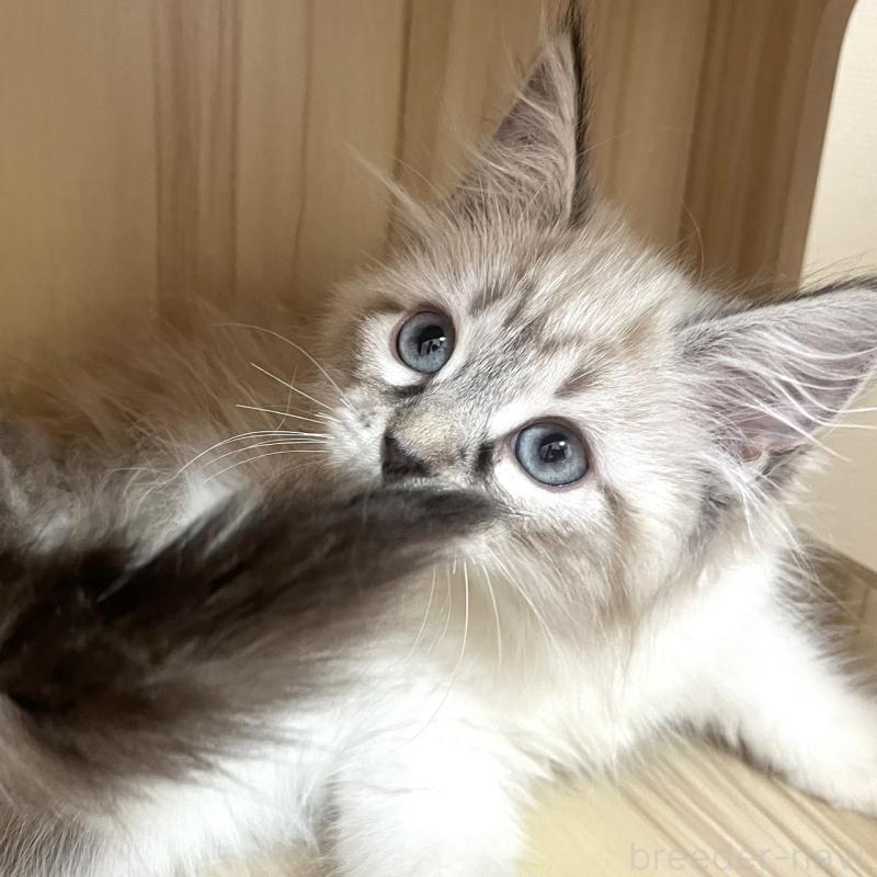 販売中の東京都のサイベリアン-137597の3枚目