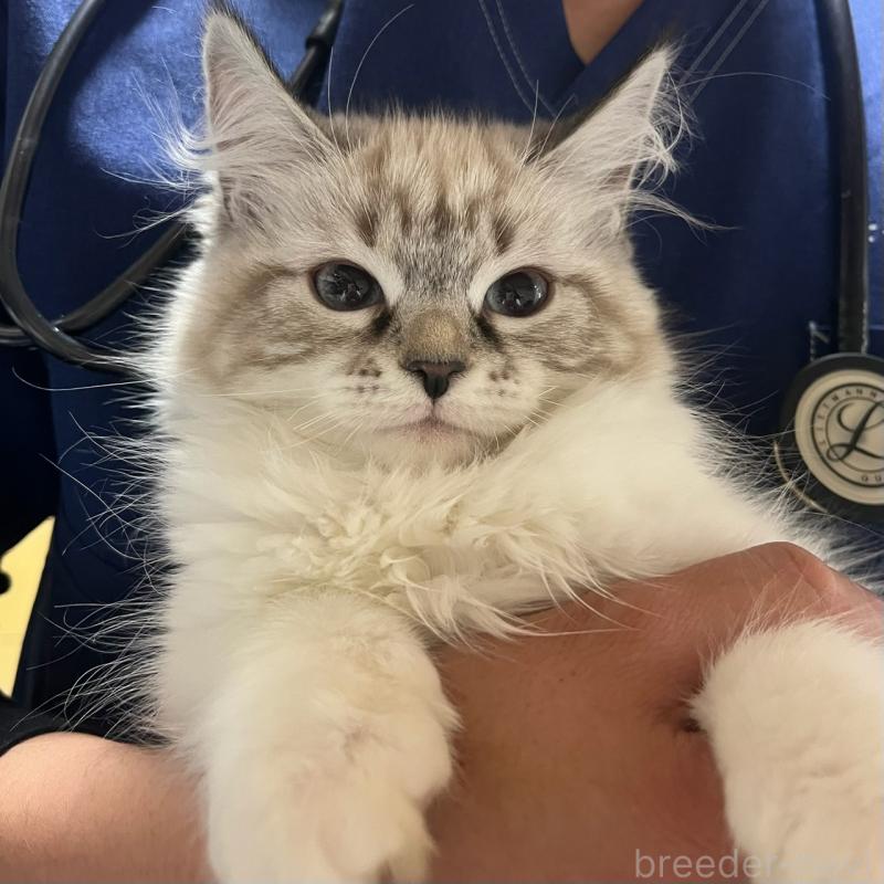 販売中の東京都のサイベリアン-137597の2枚目