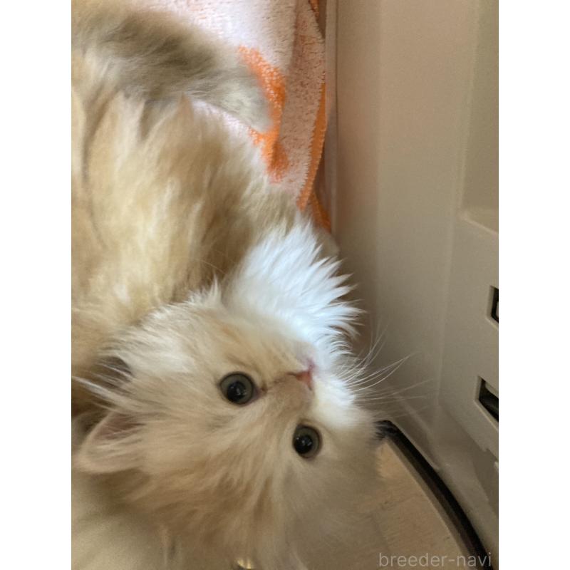 販売中の三重県のスコティッシュフォールド-137598の8枚目