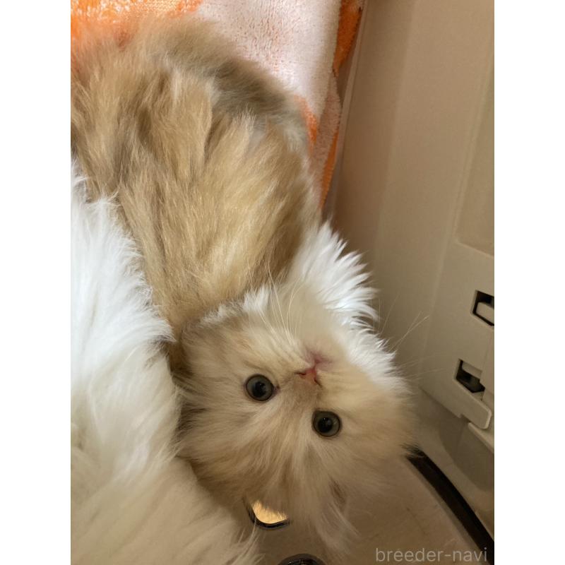 販売中の三重県のスコティッシュフォールド-137598の7枚目