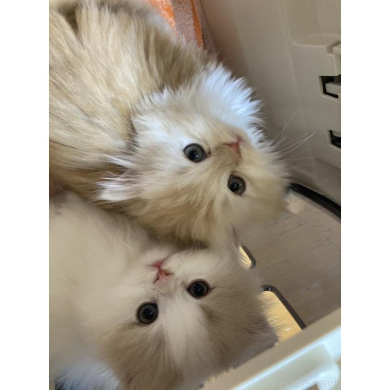 販売中の三重県のスコティッシュフォールド-137598の6枚目