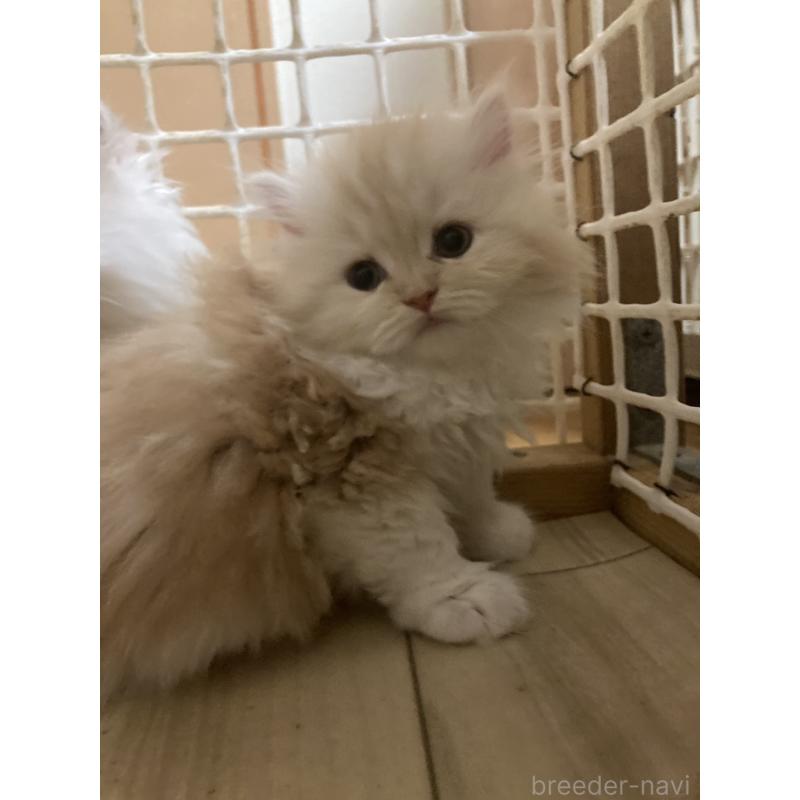 販売中の三重県のスコティッシュフォールド-137598の5枚目