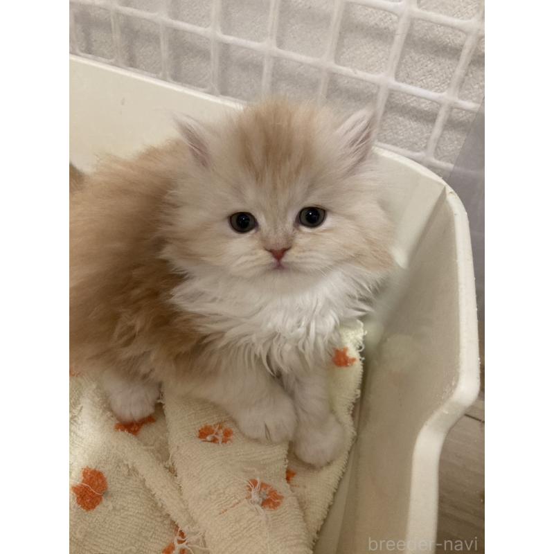 販売中の三重県のスコティッシュフォールド-137598の3枚目