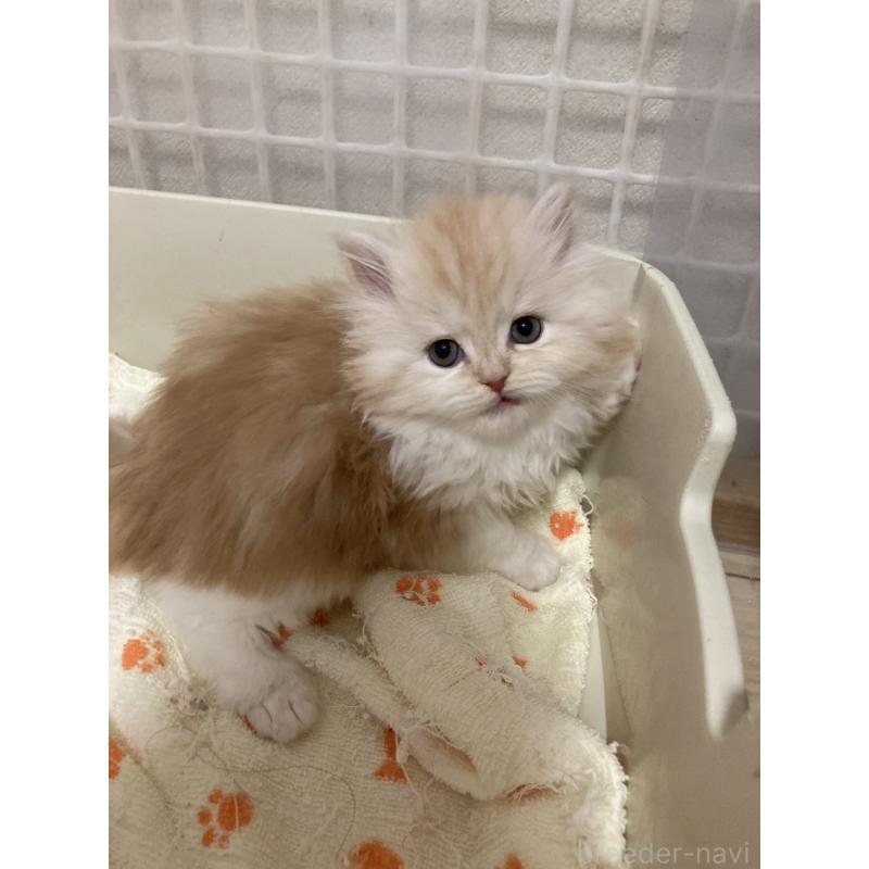 販売中の三重県のスコティッシュフォールド-137598の2枚目