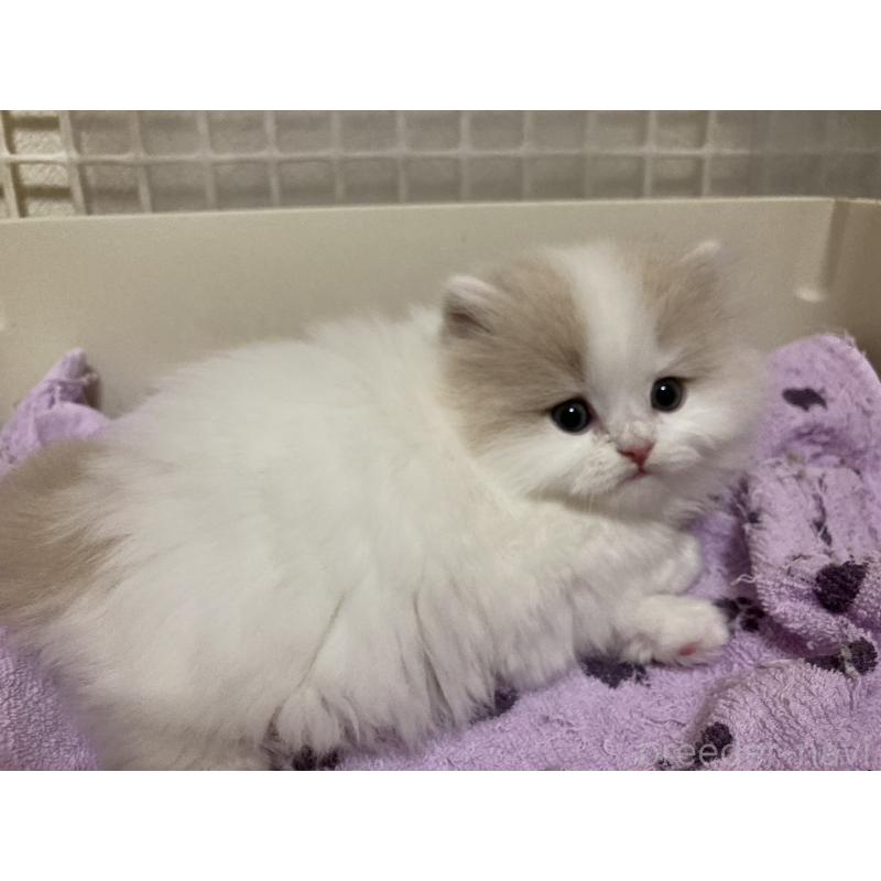 販売中の三重県のスコティッシュフォールド-137600の8枚目