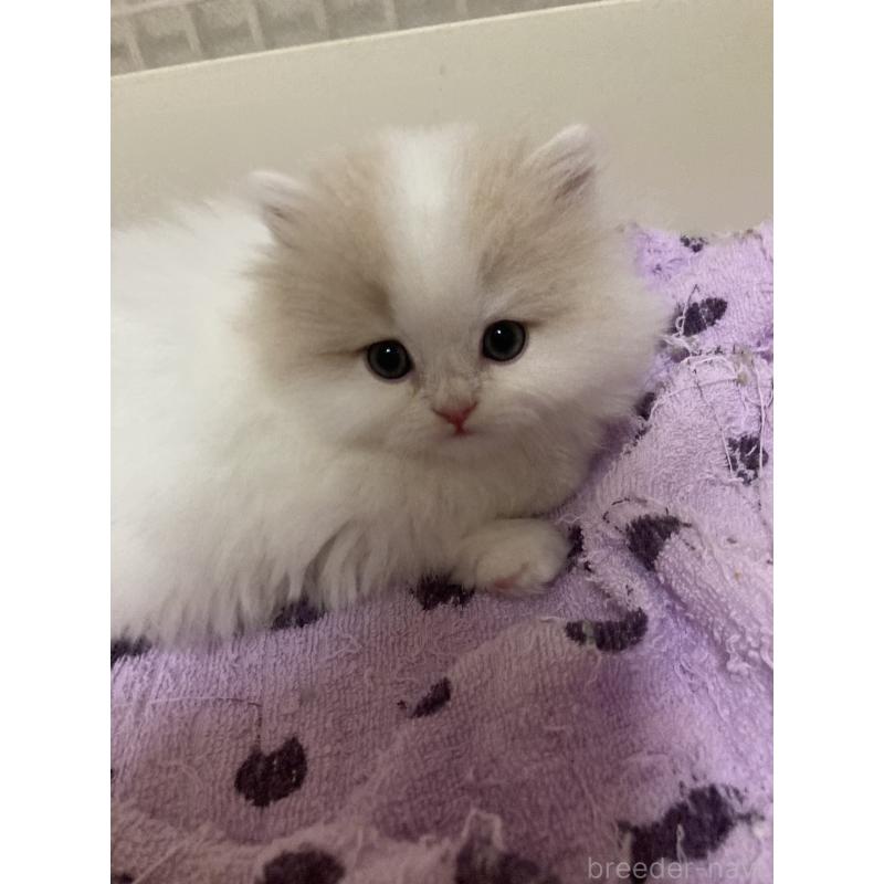 販売中の三重県のスコティッシュフォールド-137600の7枚目