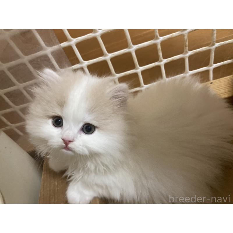 販売中の三重県のスコティッシュフォールド-137600の6枚目