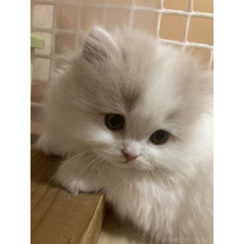 販売中の三重県のスコティッシュフォールド-137600の4枚目