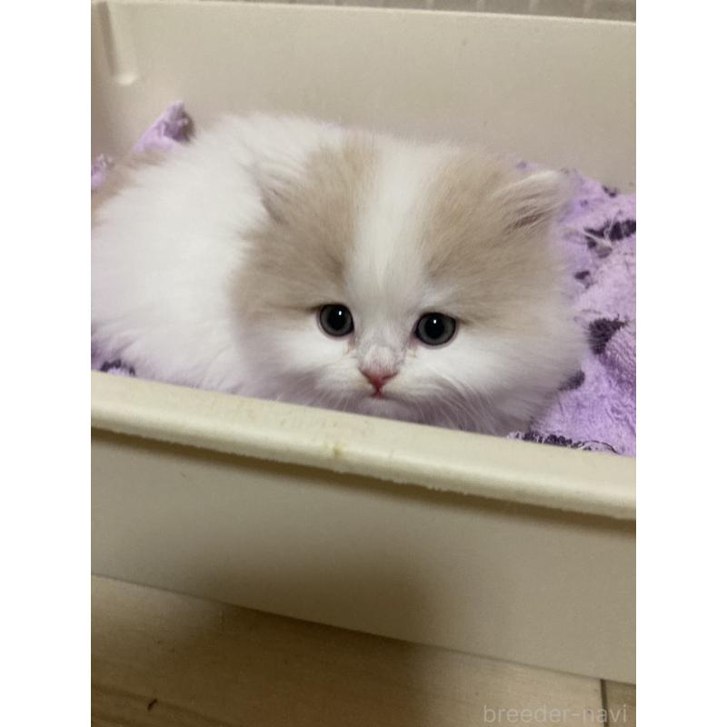 販売中の三重県のスコティッシュフォールド-137600の2枚目