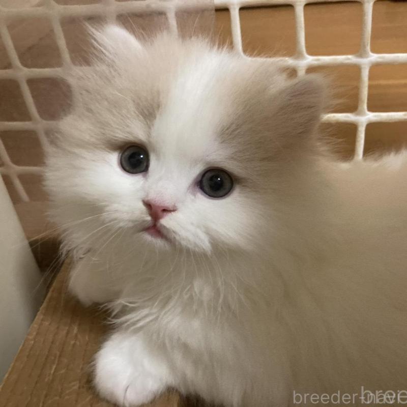 販売中の三重県のスコティッシュフォールド-137600