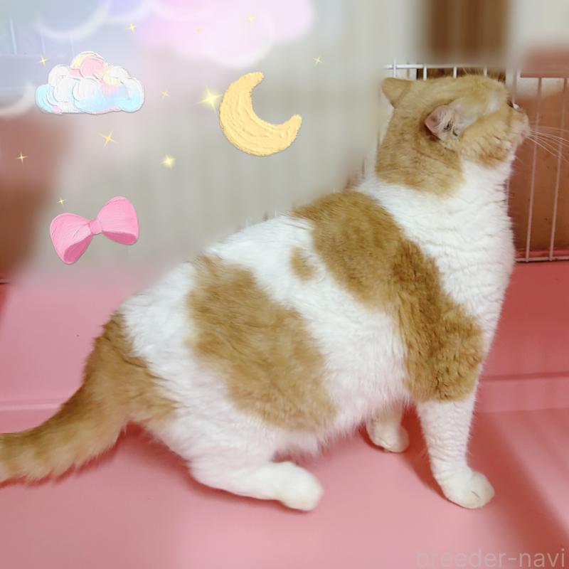 販売中の東京都のスコティッシュフォールド(折れ耳)-137603の4枚目