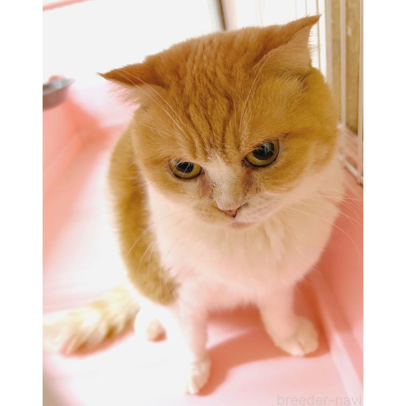 販売中の東京都のスコティッシュフォールド(折れ耳)-137603の3枚目