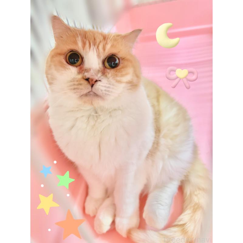 販売中の東京都のスコティッシュフォールド(折れ耳)-137603の2枚目