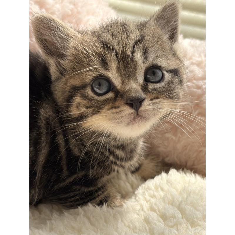 販売中の奈良県のスコティッシュフォールド-137604の5枚目