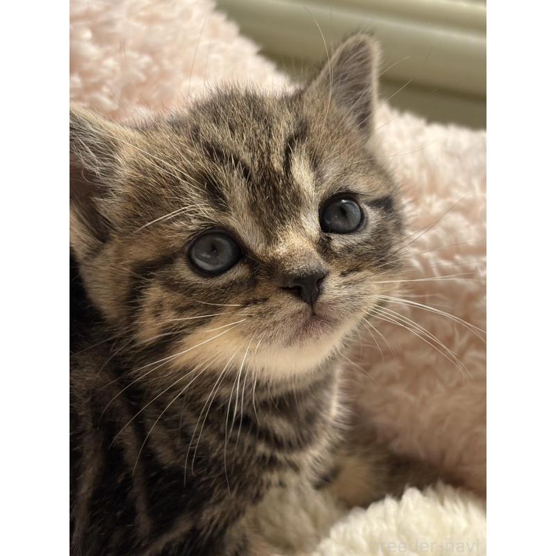 販売中の奈良県のスコティッシュフォールド-137604の4枚目