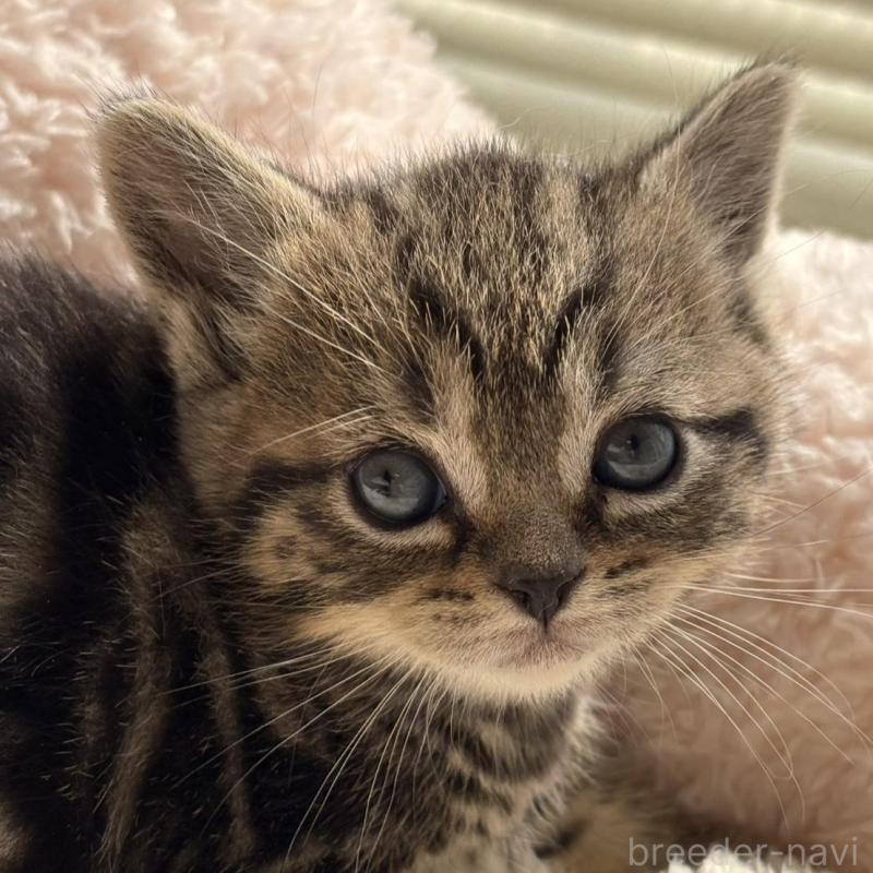 販売中の奈良県のスコティッシュフォールド-137604